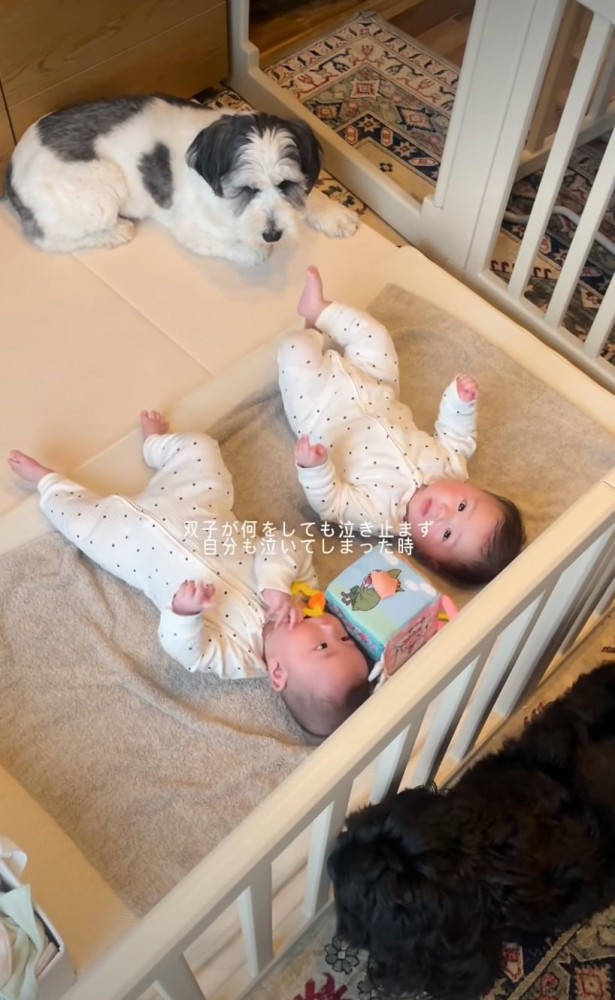 双子のそばで見守る2匹の犬