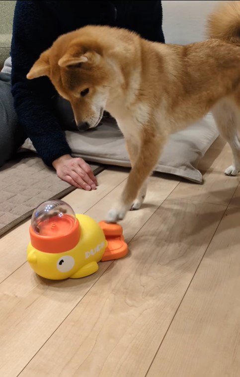 オヤツが出るおもちゃで遊ぶすずちゃん2