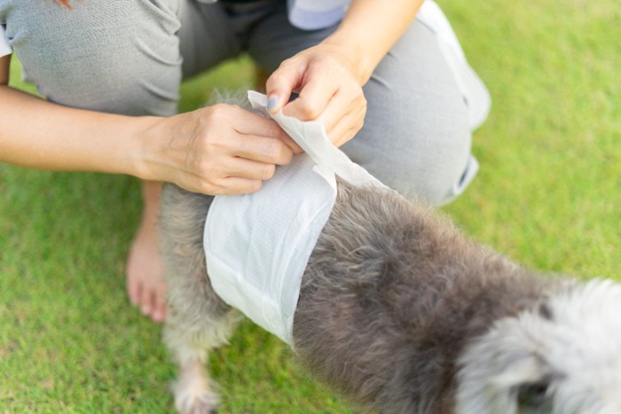 マナーベルトを巻く犬