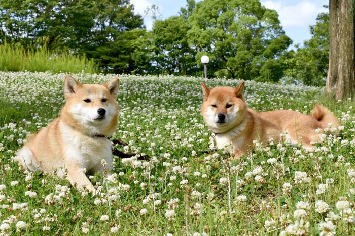 シロツメクサと二頭の柴犬