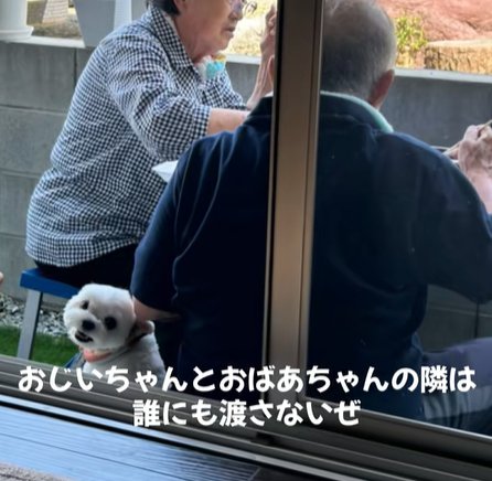 男性と女性の間に座る小型犬