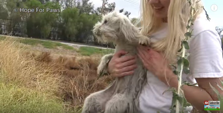 抱かれてお腹を見せる犬