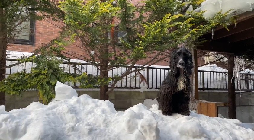 カメラを見下ろす犬