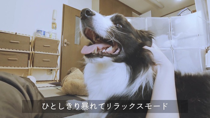 たっぷり暴れた後はリラックスモードに♪