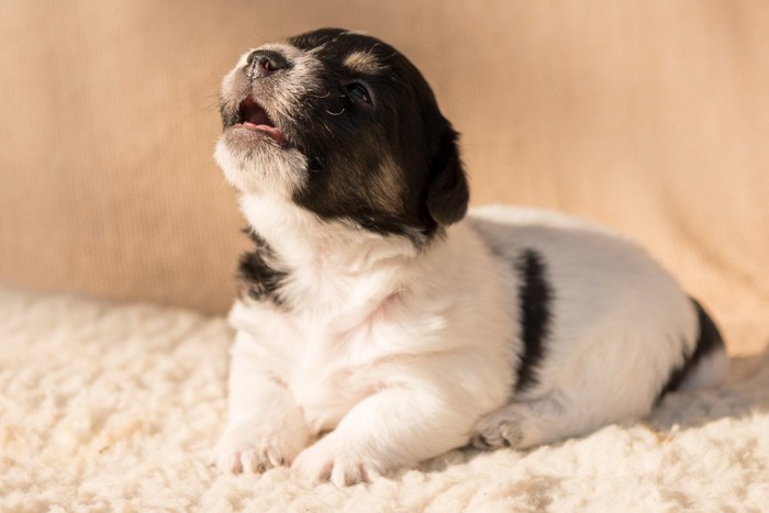 子犬の遠吠え