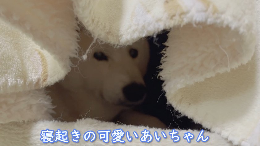 ハウス内にいる犬