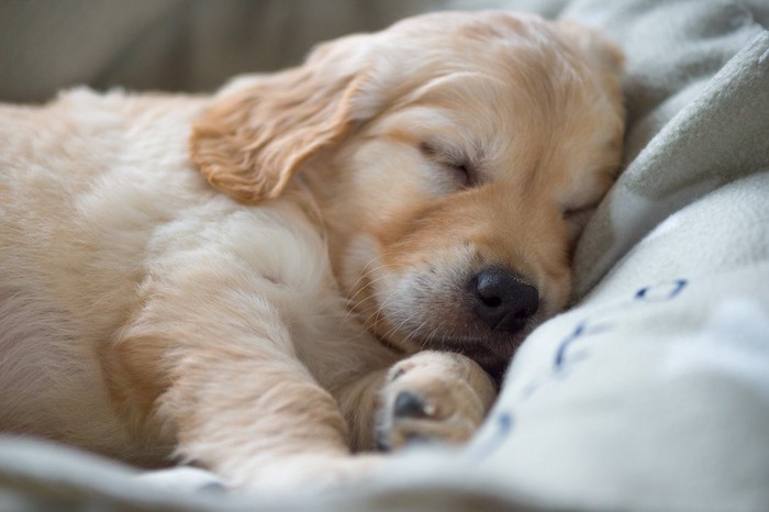 寝ているレトリバーの子犬