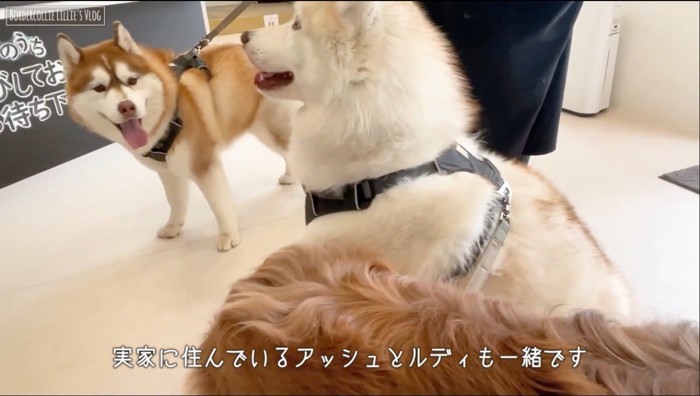 病院の待合室にいる2匹のハスキー犬