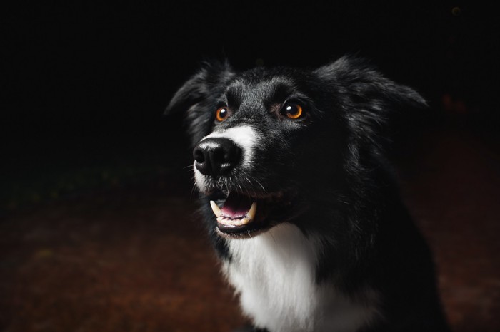 夜の屋外にいる犬