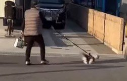 急いだ様子で女性が持つリードを引っ張って走る犬