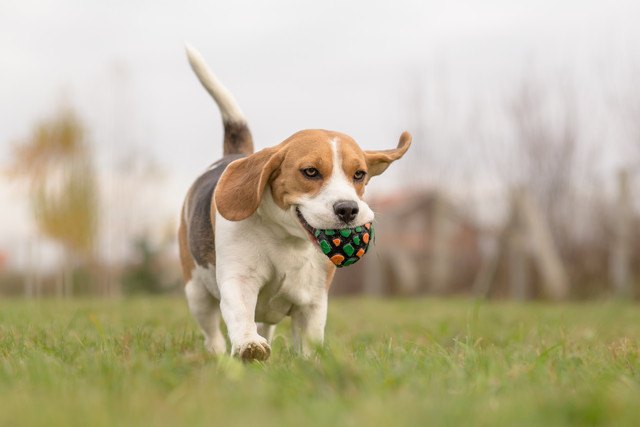 オモチャを持つ犬