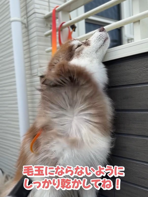 乾かされるコスモくん