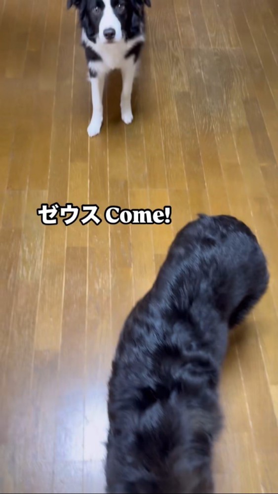 奥で飼い主さんをみつめて待つボーダーコリー