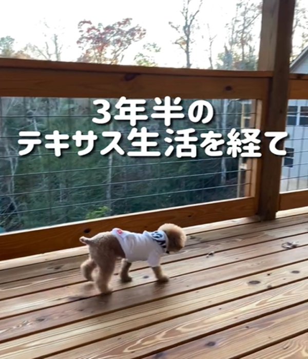 歩く犬2