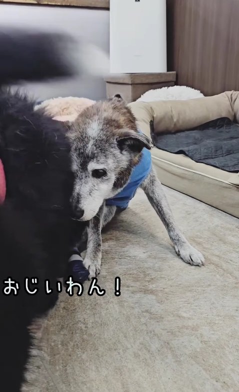 老犬に駆け寄ったのは…