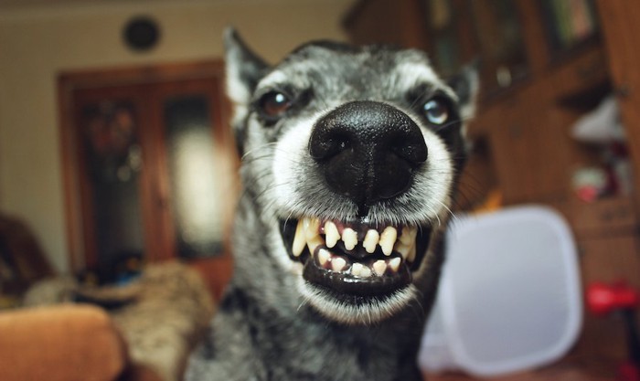 威嚇する犬の顔アップ