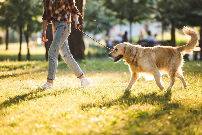 犬と散歩する女性