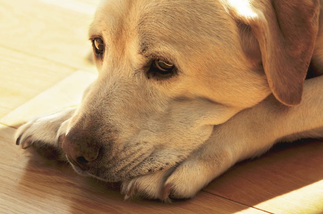 老化が進んでいる犬