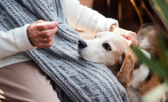 飼い主の膝の上に頭を置いている犬