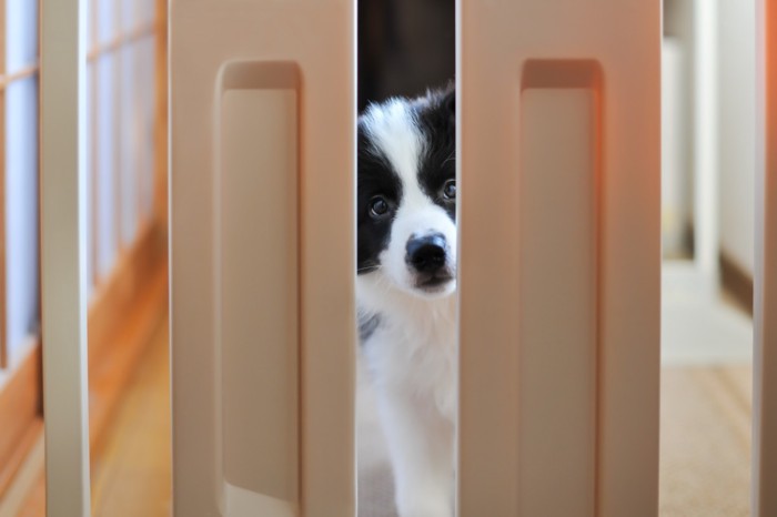 ゲートの隙間から覗き込む犬