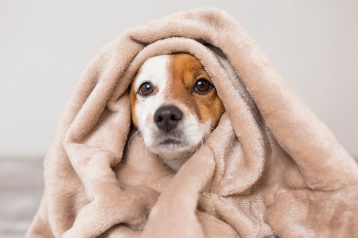 ブランケットに包まり寒そうな犬