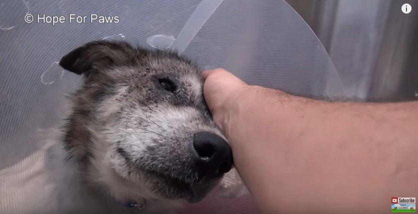 エリザベスカラーをつけた犬