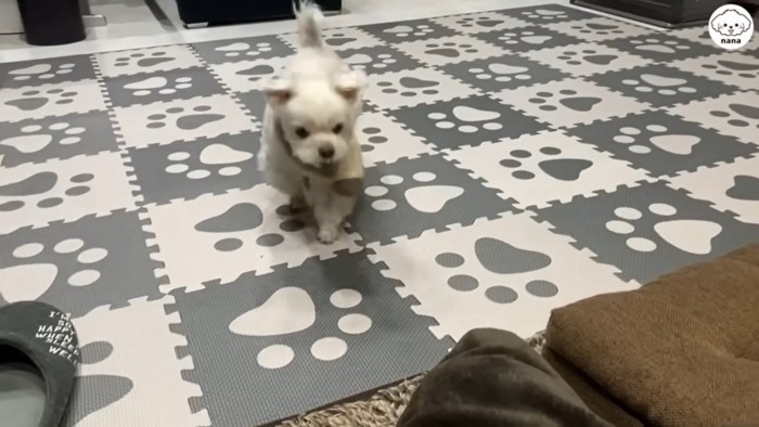 トコトコと寄ってきました♪