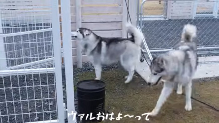 挨拶するヴァルくんとフィンくん