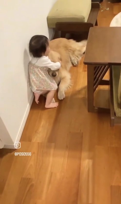 伏せをしている犬にハグをする幼児