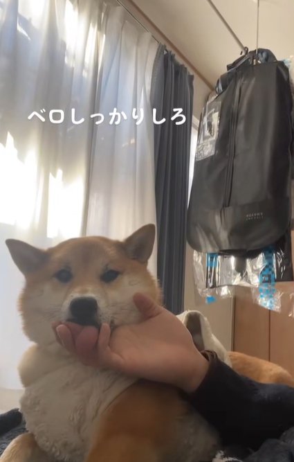アゴの下を撫でる手を舐める柴犬