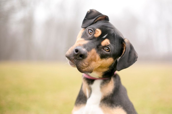 首をかしげる垂れ耳の犬