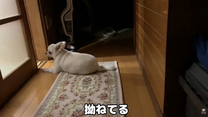 お姉ちゃんと喧嘩した時のコハクくん8