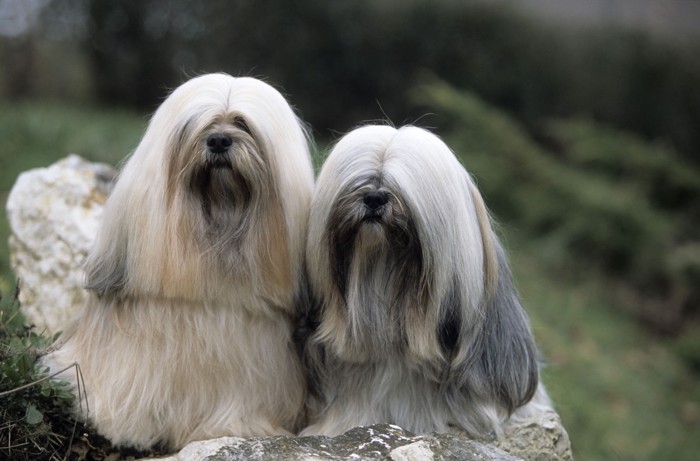 岩場に2頭並んで座るラサアプソ