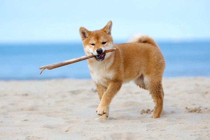 砂浜で枝をくわえて遊ぶ柴犬