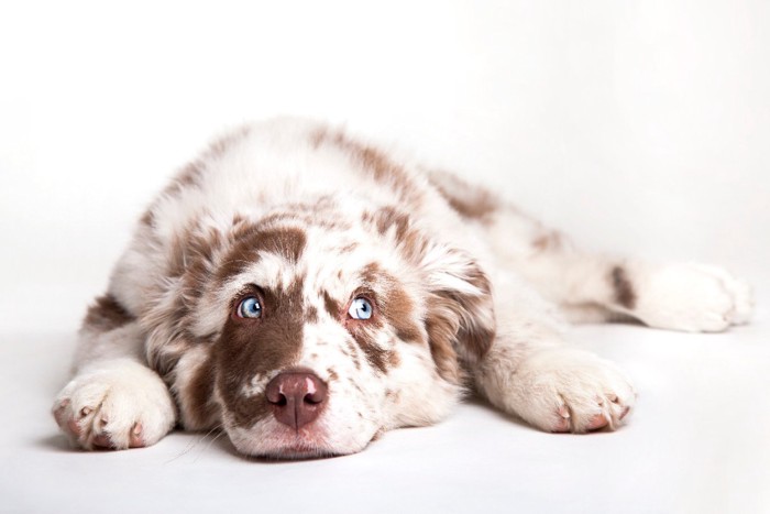 上目遣いの犬