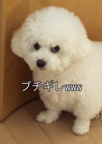 真顔で見つめる犬