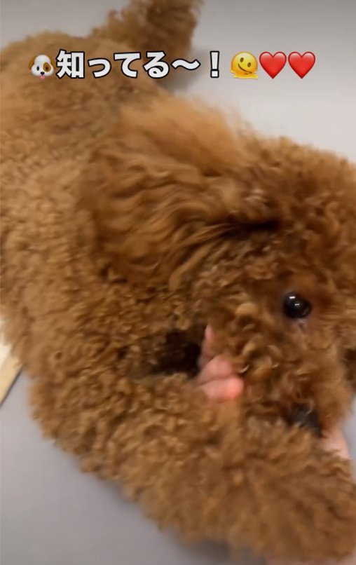 なでられる犬3