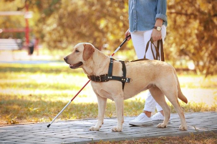 白状を持ち盲導犬と歩く人