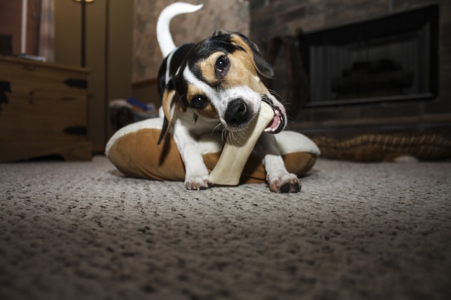 骨をかじる犬