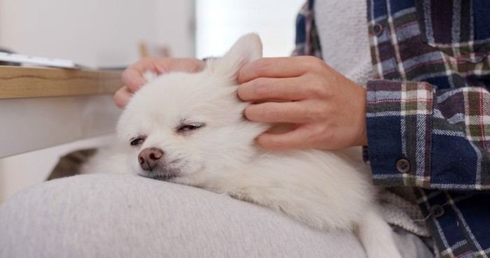 老犬のマッサージ