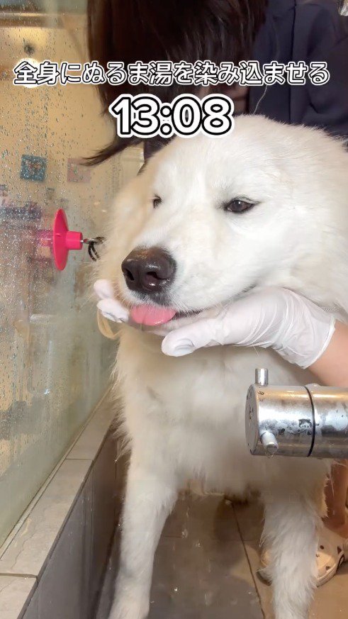 シャワーのお湯をかけられる犬