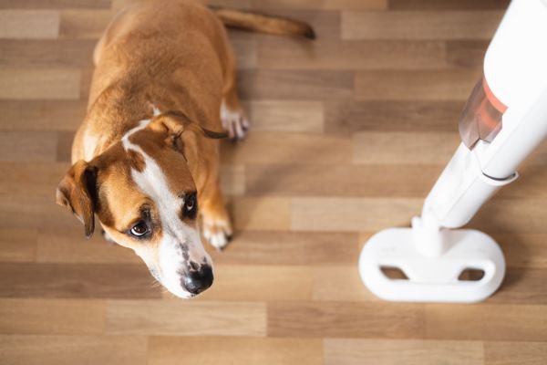 掃除機を見つめる犬