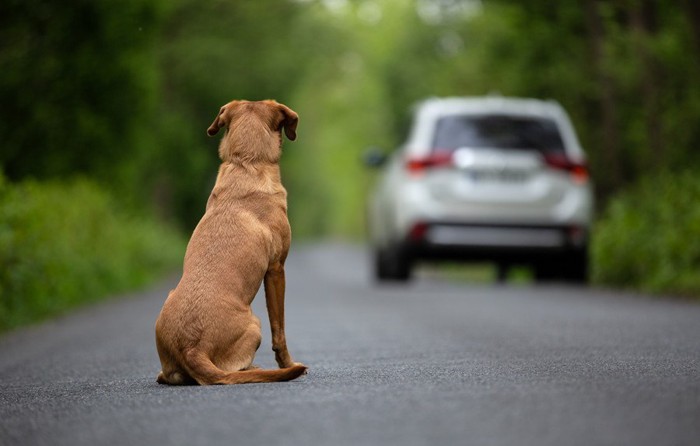 去る車と犬の後ろ姿