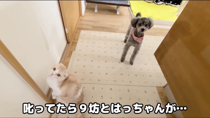 飼い主を凝視するトイプードル