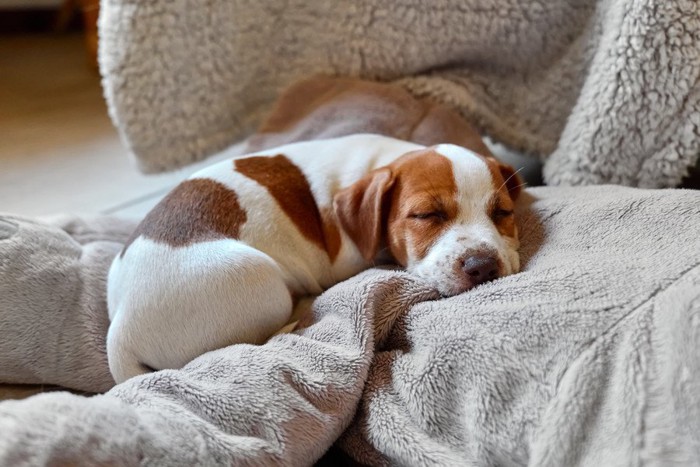 スヤスヤ眠っている犬