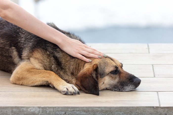 首を触られている犬