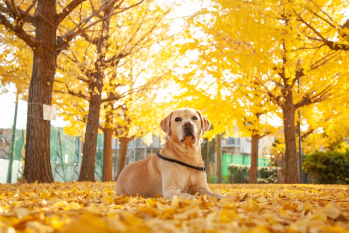イチョウ並木と落ち葉の上に伏せている犬