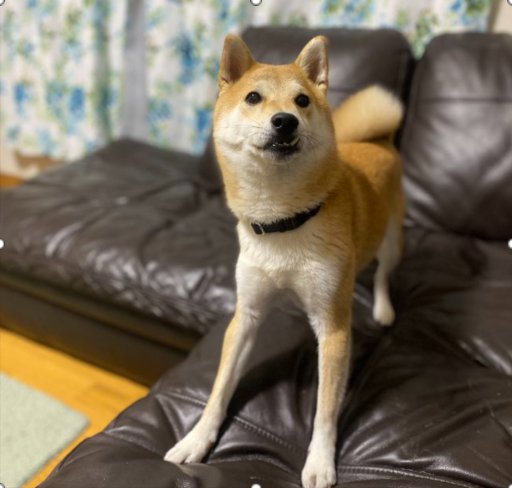 凛々しいお姿