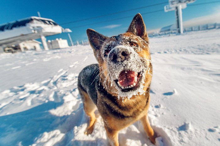 雪の中の犬