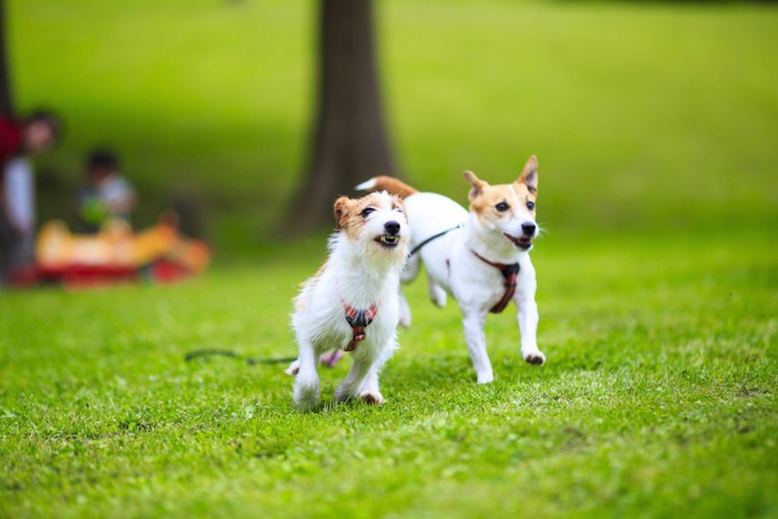 一緒に遊ぶ2匹の犬